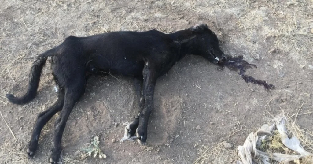 İzmirde Zehirlenen 7 Köpek Telef Oldu