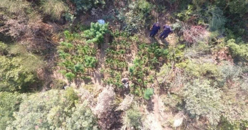 Jandarmadan Drone İle Zehir Takibi