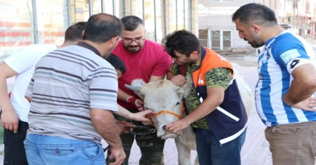 Kaçan Kurbanlık Boğa Sahiplerini 20 Kilometre Peşinde Koşturdu