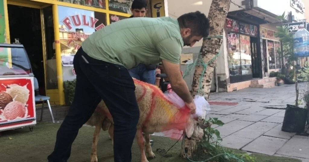 Karsta Gelin Adayına Süslü Koç Gönderme Geleneği Sürüyor
