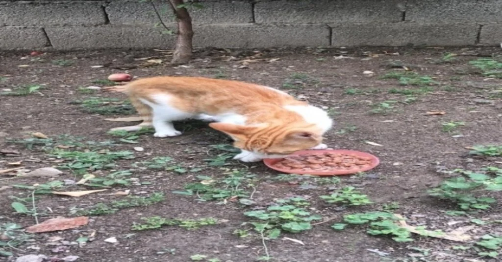 Kayıp Kedilerini Komşu Evinde Buldular