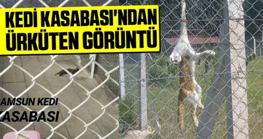 Kedi Kasabası'ndan Ürküten Görüntüler