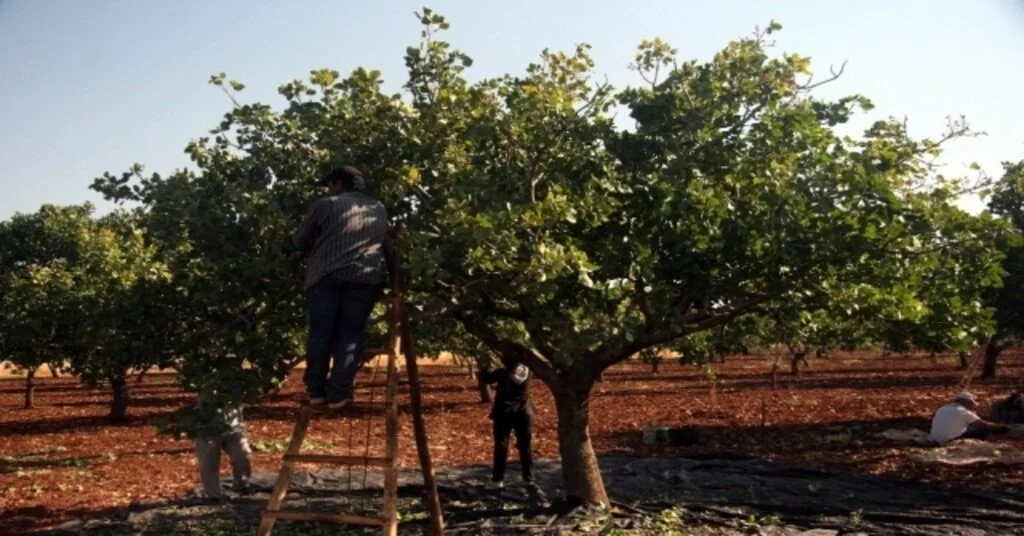 Kiliste Antep Fıstığı Hasadı Başladı