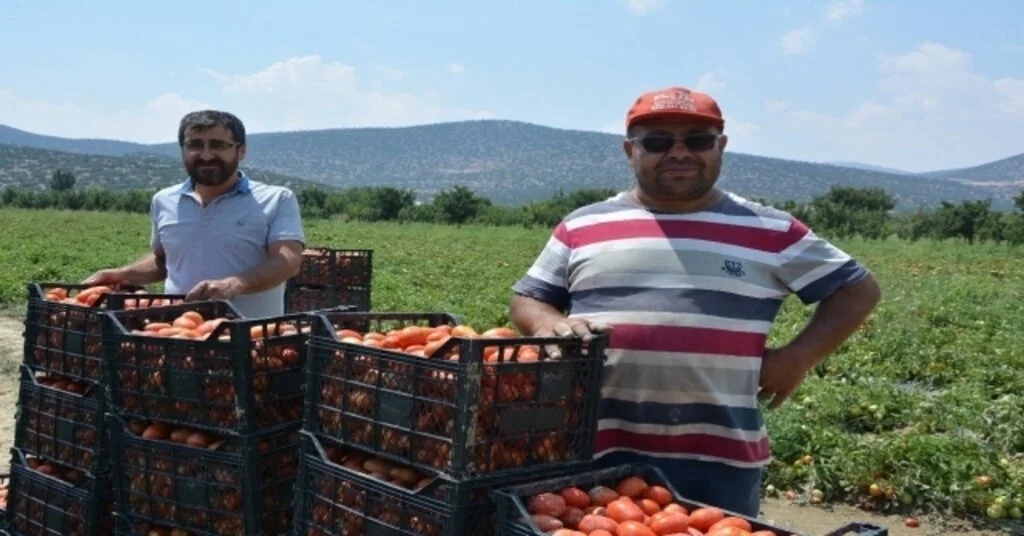 Kırmızı Altında Hasat Zamanı