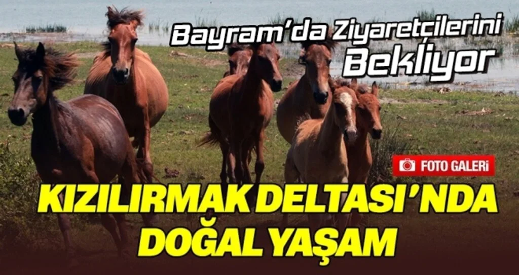 Kızılırmak Deltası’nda doğal yaşam Bayram'da Ziyaretçilerini Bekliyor