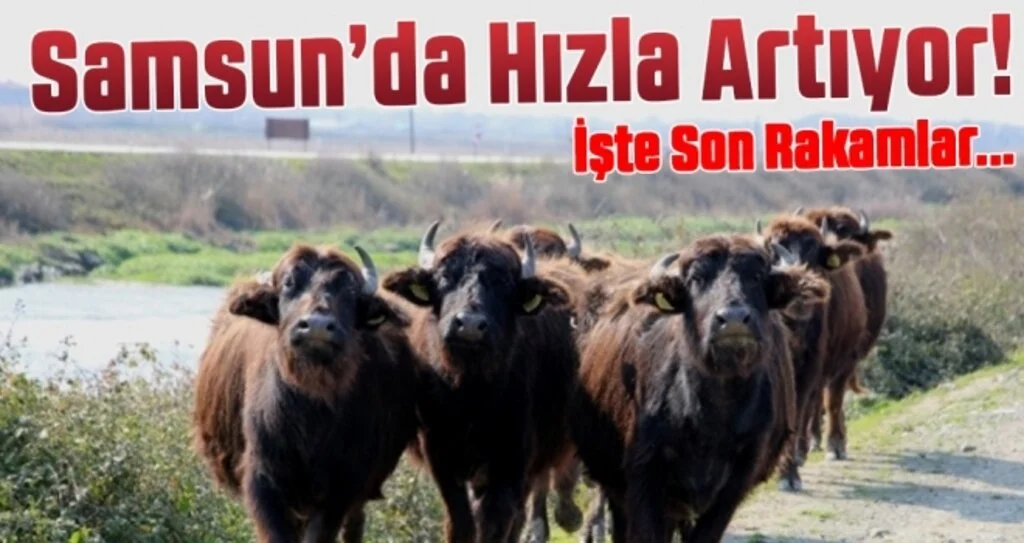 Kızılırmak Deltası'nda manda varlığı artıyor!