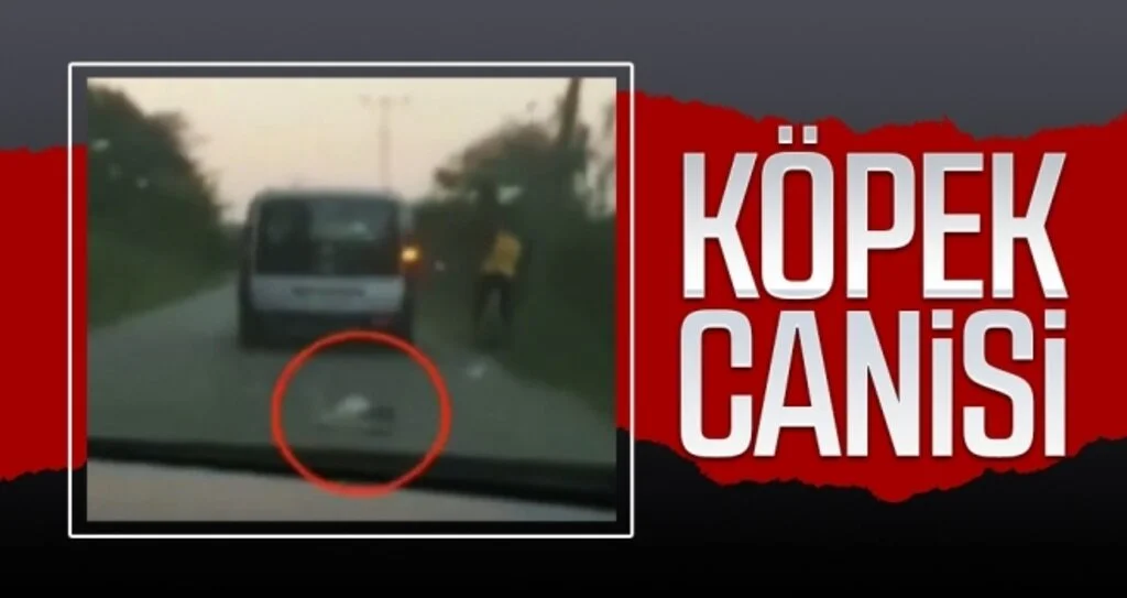 Köpek canisi