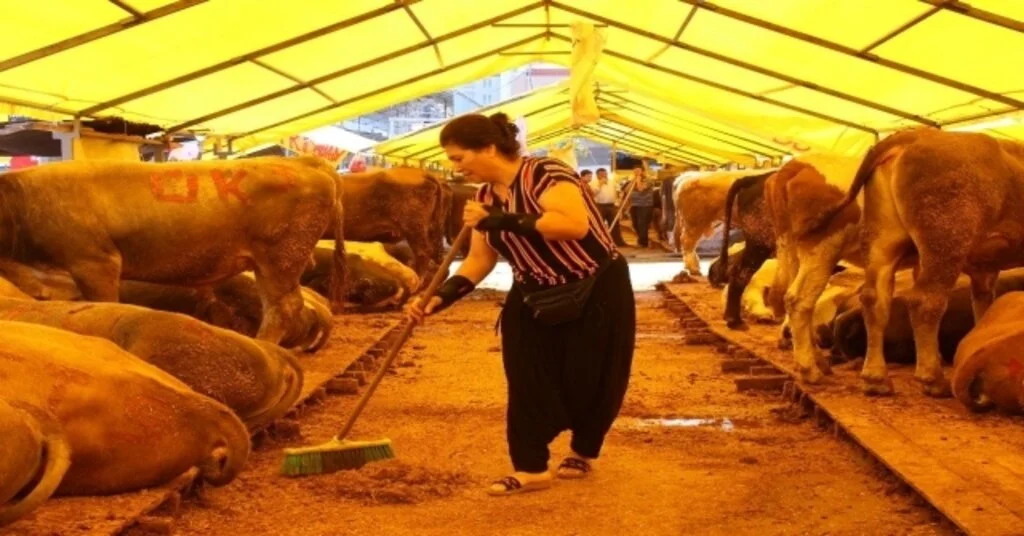 Küçükçekmece Kurban Pazarının Tek Kadın Besicisi