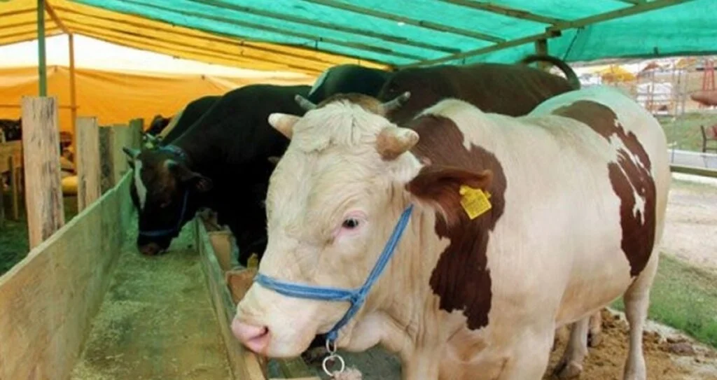 Kurbanlıklar elde kalmayacak