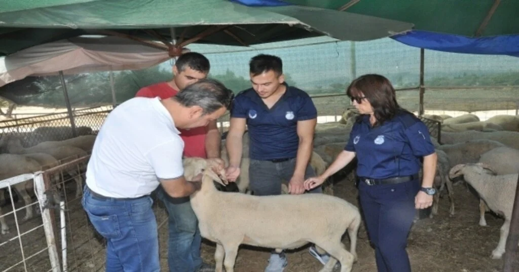 Mendereste Kurban Denetimi