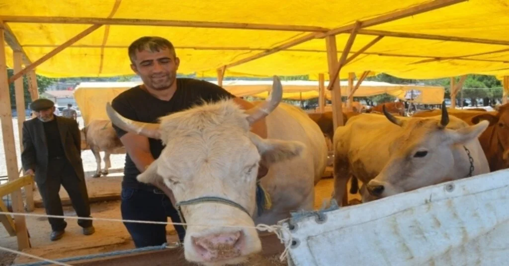 Mudanyada Kurbanlıklar Satışa Sunuldu