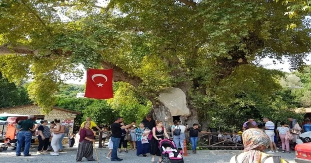 Musa Ağacı Turizmi