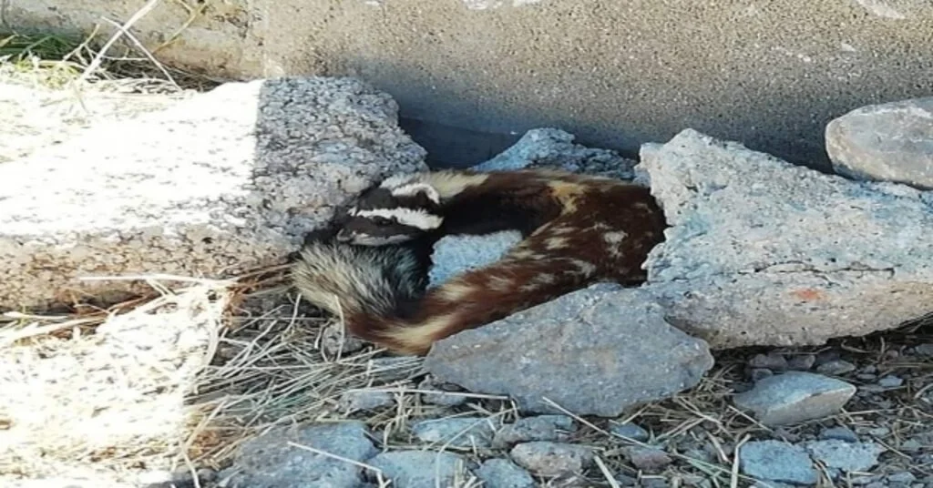 Nesli Tükenmekte Olan Alaca Sansar, Sivasta Görüldü