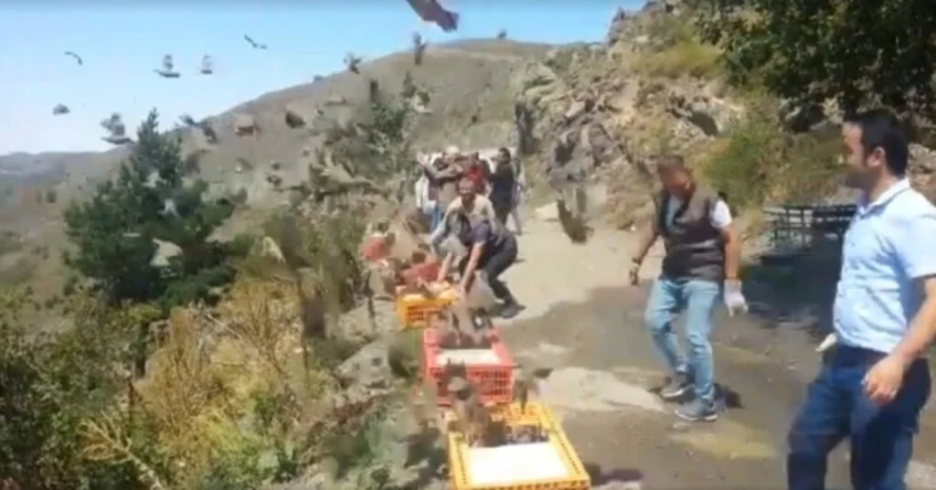 Orduda Bin Kınalı Keklik Doğaya Salındı