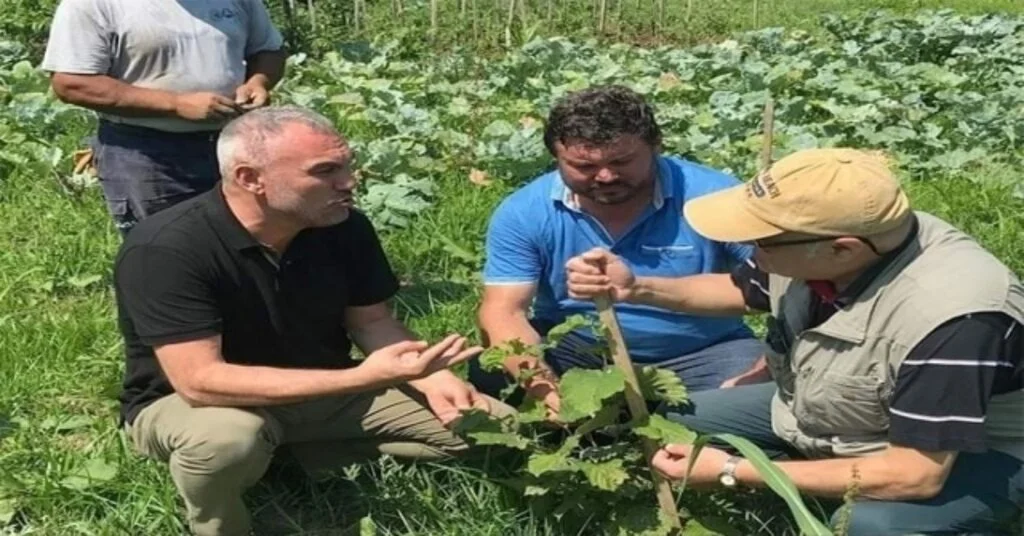 Orduda Eksi 40 Derecede Fındık Üretilebiliyor
