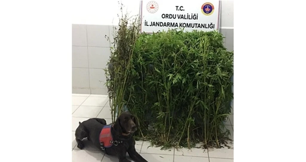 Ordu'da Esrar baskını