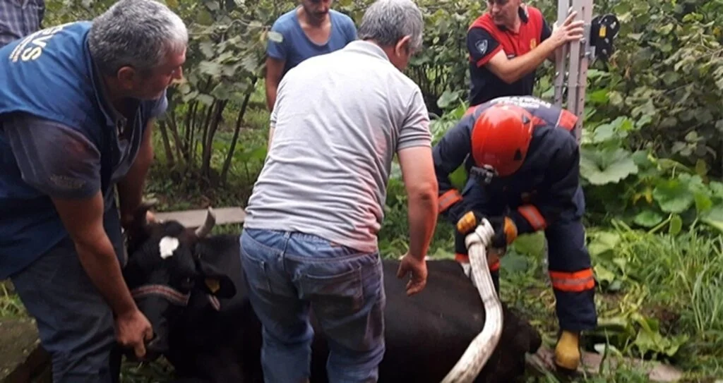 Ordu’da film gibi köpek ve inek kurtarma operasyonları 