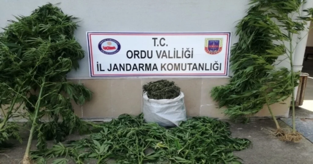 Orduda İzinsiz Kenevire Suçüstü