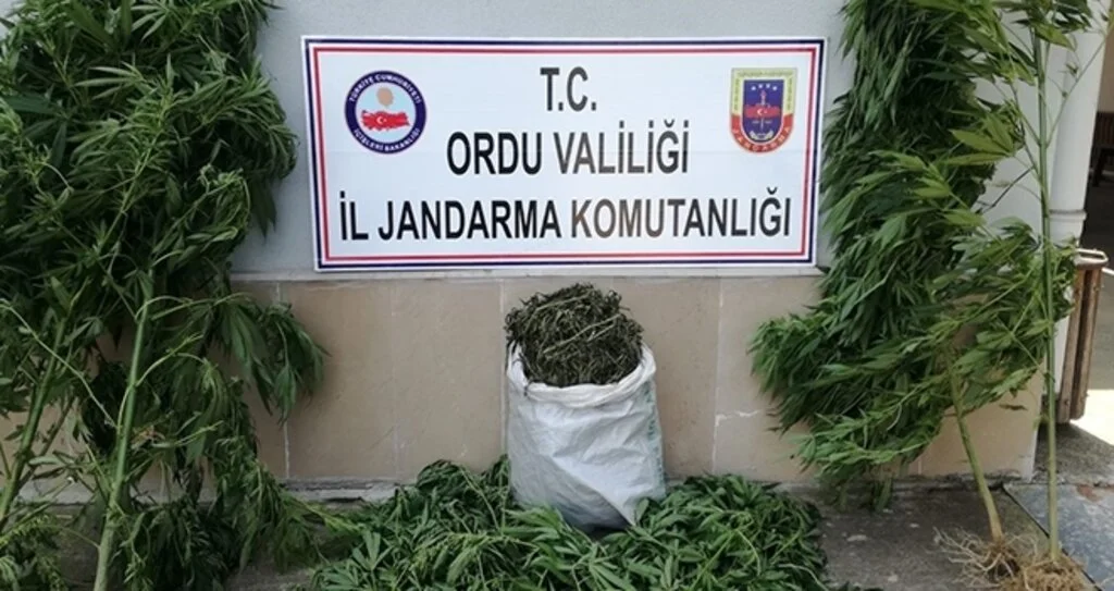 Ordu’da izinsiz kenevire suçüstü 