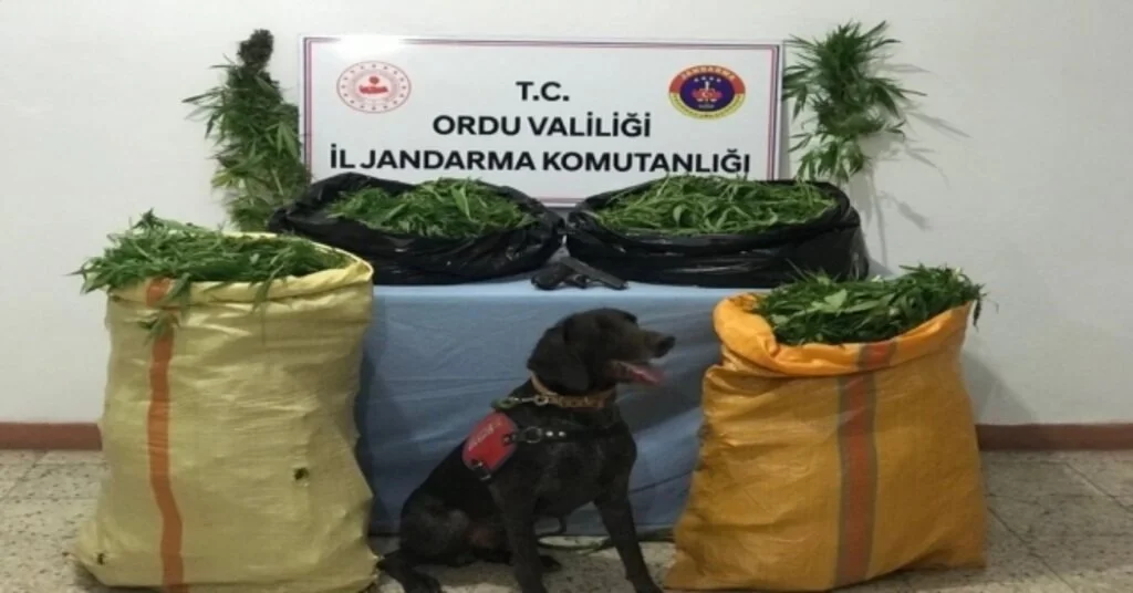 Orduda Uyuşturucu Operasyonu