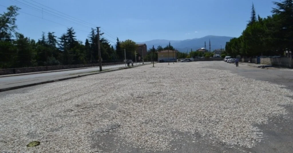 (Özel) Bu Çekirdek Çifte Değil Yolda Kavrulmuş
