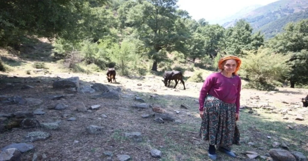 (Özel) Çaresizliğin Yüzü Olan Sabiha Nine Kurbanlık Satacak
