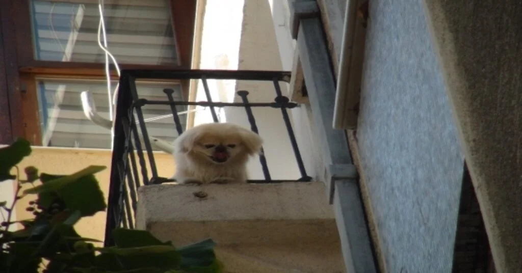 (Özel) Cihangirde Demir Korkuluklara Sıkışan Sevimli Köpeği İtfaiye Kurtardı