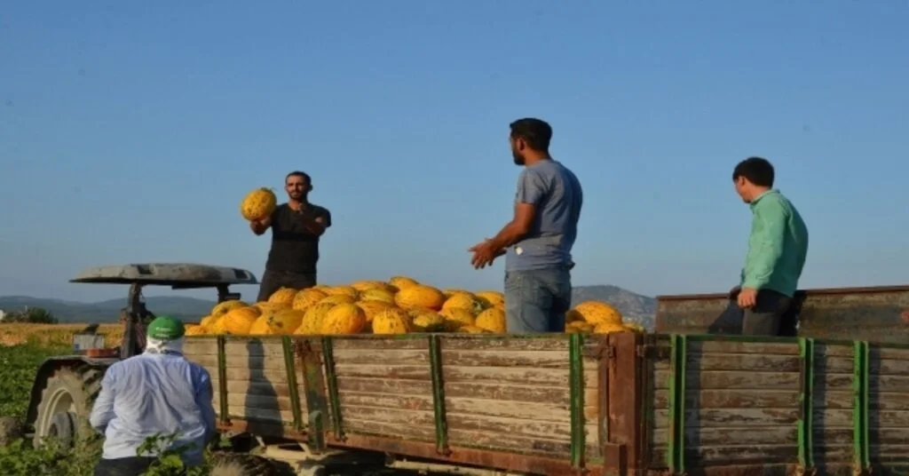 (Özel) Kırkağaç Kavununda İlk Hasat Yapıldı