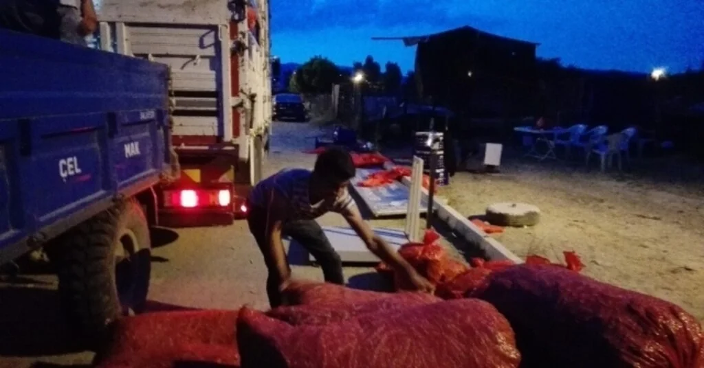Pazaryerinin Tescilli Boncuk Fasulyesi Hasadı Başladı