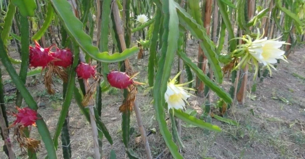 Pitahayanın Tanesi Bahçede 17, Markette 40 Lira