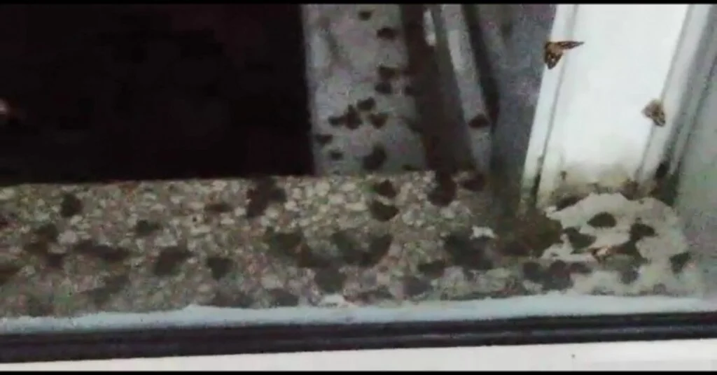 Rizelinin Vampir Kelebek İle İmtihanı Bitmiyor