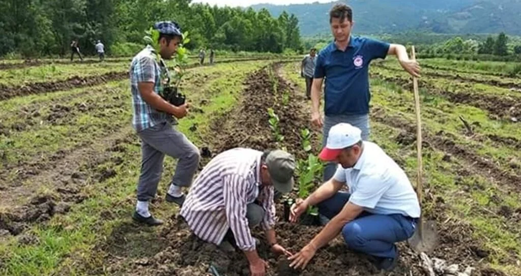 Samsun’a süper meyve aronia bahçesi kuruldu