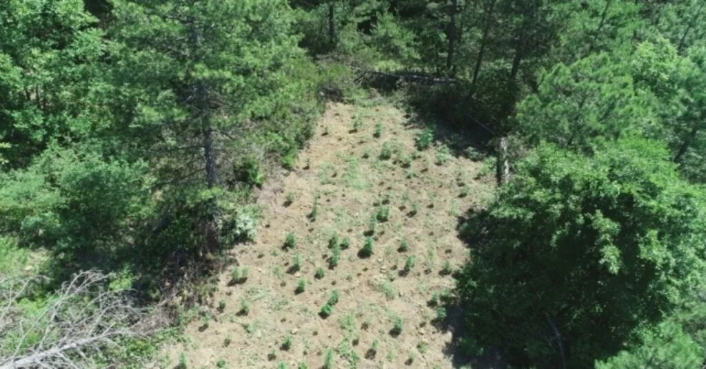 Samsunda 11 Kilo Kubar Esrar Ve 405 Kök Dişi Hint Keneviri Ele Geçirildi