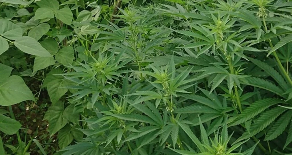 Samsun’da 575 kök Hint keneviri ele geçirildi