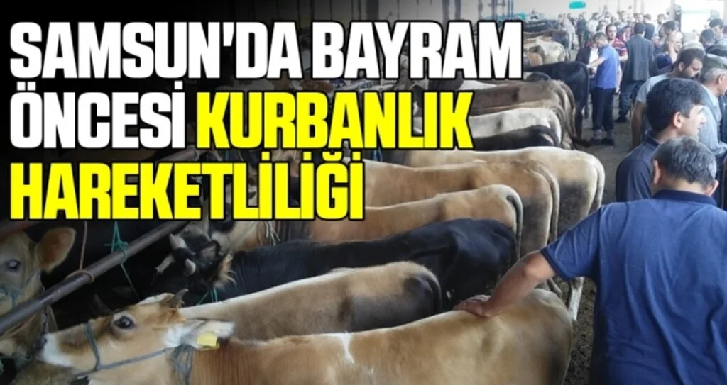 Samsun'da Bayram öncesi kurbanlık hareketliliği
