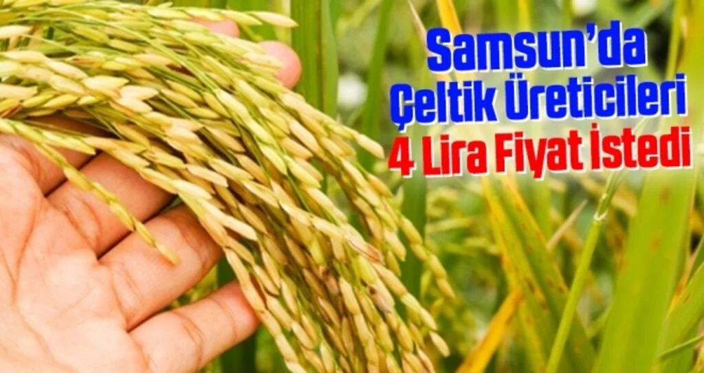 Samsun'da Çeltik üreticileri 4 lira fiyat istedi
