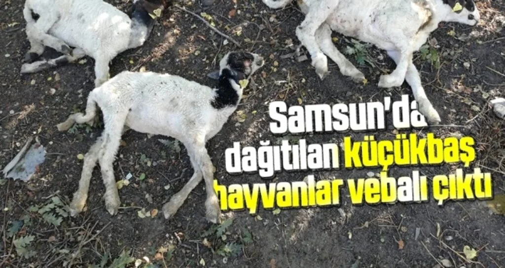 Samsun'da “Genç Çiftçi Projesi” kapsamında dağıtılan küçükbaş hayvanlar vebalı çıktı