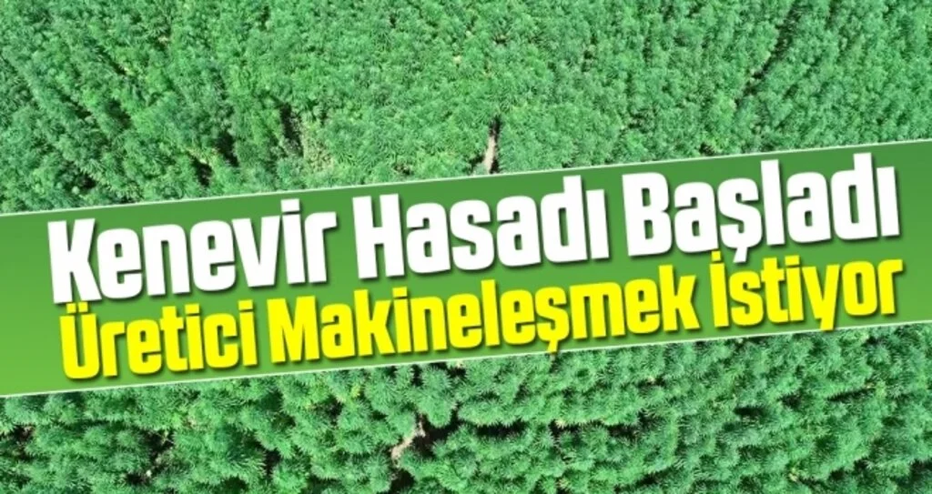 Samsun'da kenevir hasadı başladı