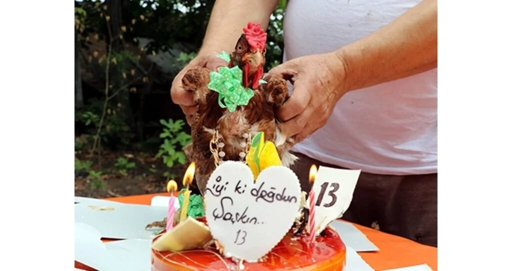 Samsun'da 'Şaşkın' tavuğa 13. doğum günü kutlaması