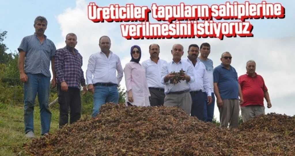 Samsun'da üreticiler tapusuz fındık alanlarının çözüme kavuşmasını istiyor