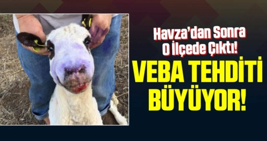 Samsun'da Veba Tehditi Büyüyor!