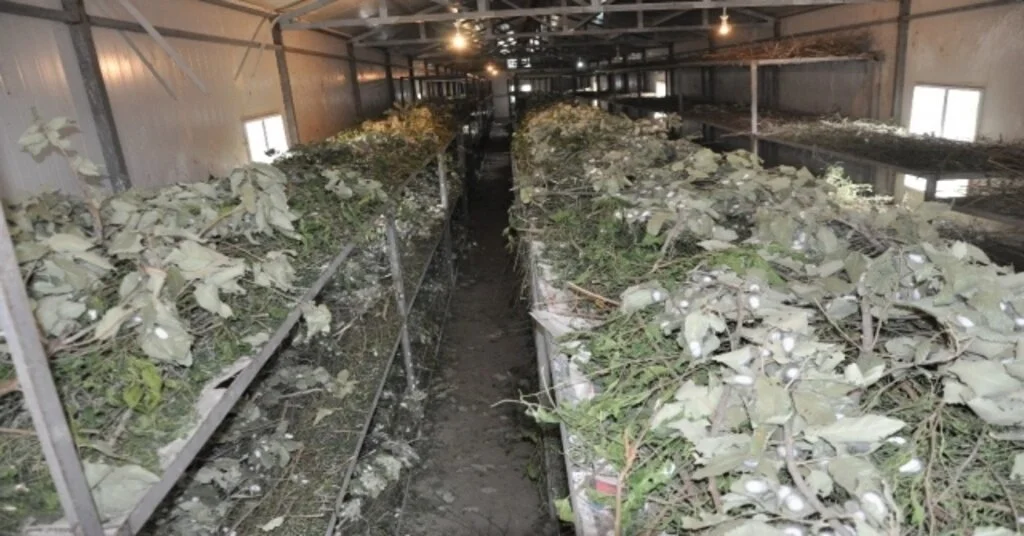 Sasonda İpek Böceği Yetiştiriciliği Gelişiyor