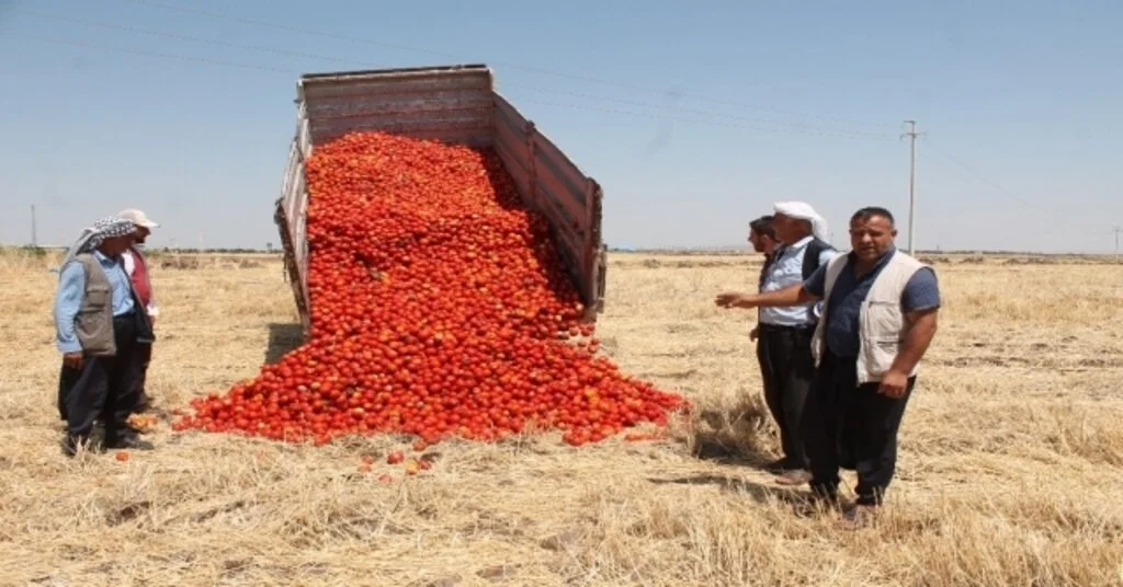 Satamadığı Tonlarca Domatesi Tarlaya Döktü