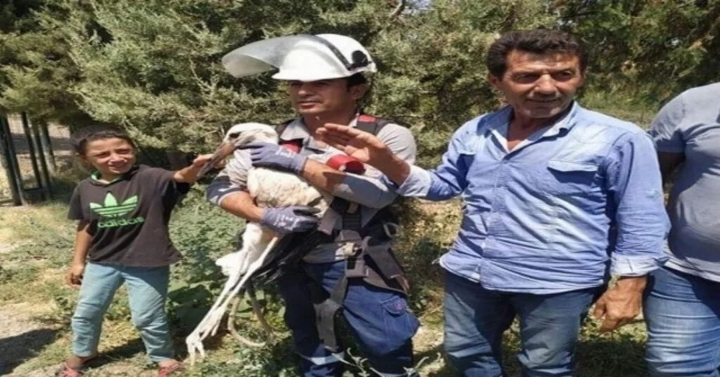 Siirtte Ayağı İplere Dolanıp Elektrik Direğinde Mahsur Kalan Leylek Kurtarıldı