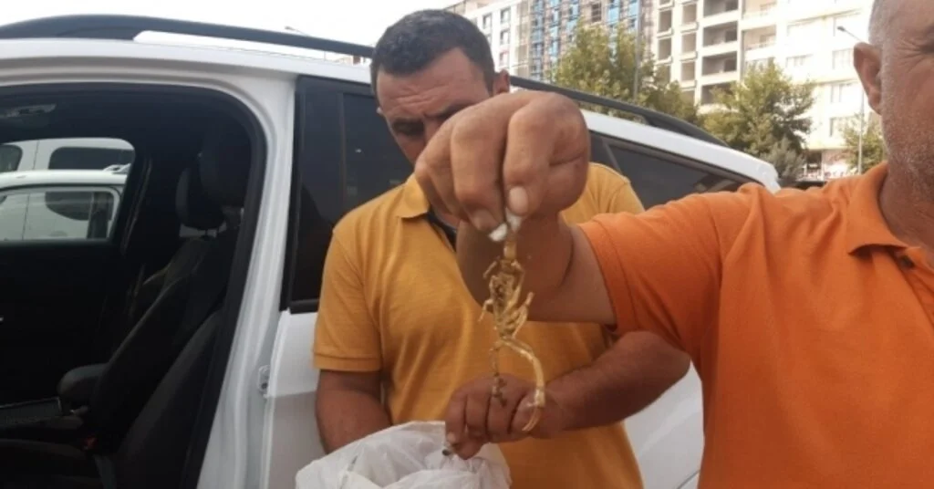Siirtte Ayakkabısını Giymeye Çalışan 15 Yaşındaki Genci Akrep Soktu
