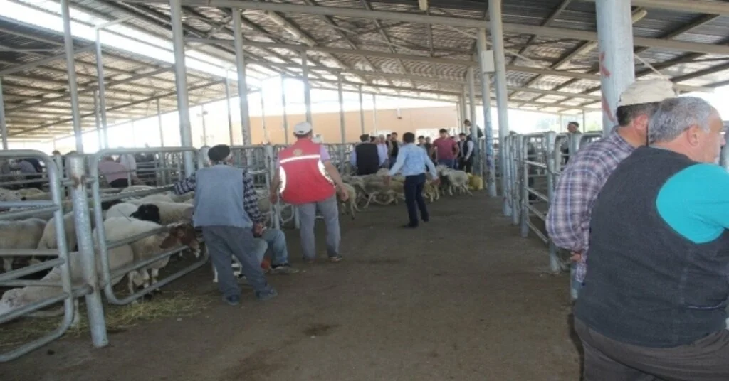 Şuhut Hayvan Pazarında Hareketlilik Devam Ediyor