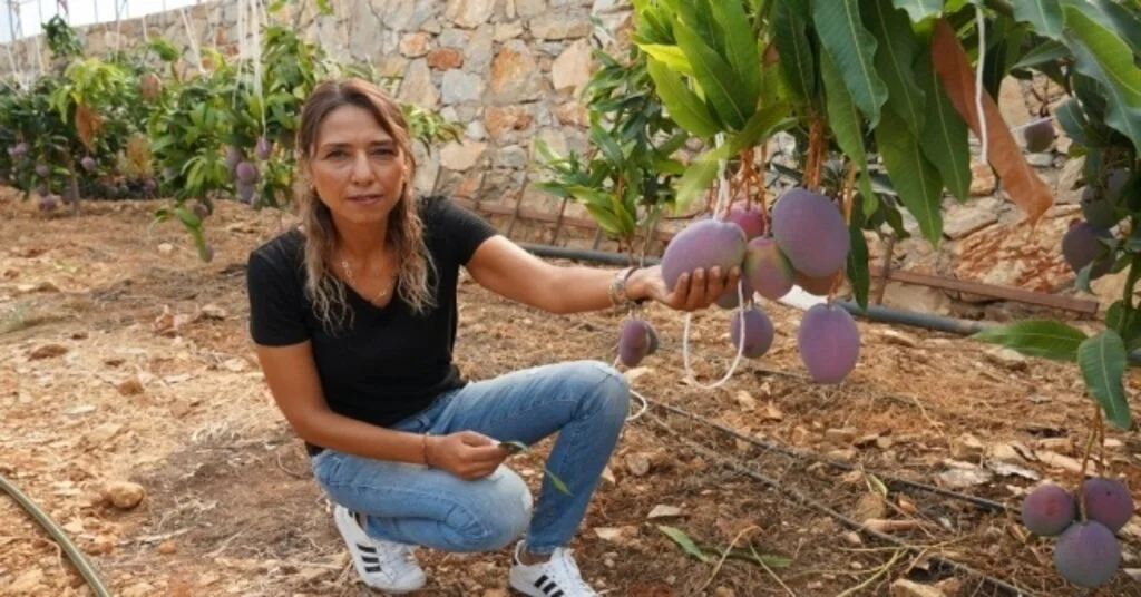 Tanesi 35 Liradan Satılan Mango Üreticisinin Yüzünü Güldürdü