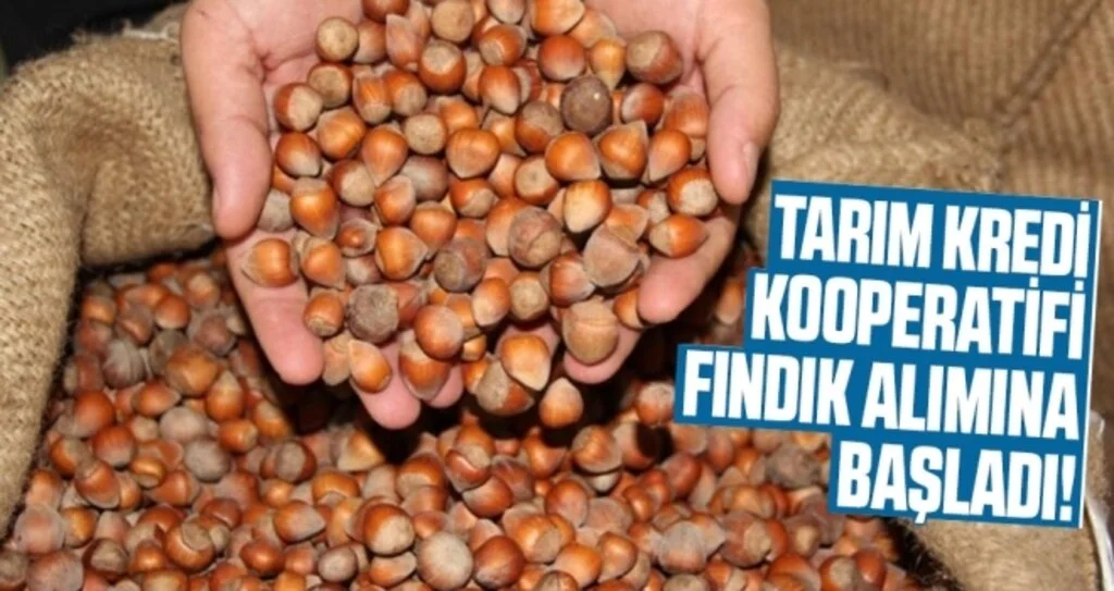 Tarım Kredi Kooperatifi fındık alımına başladı