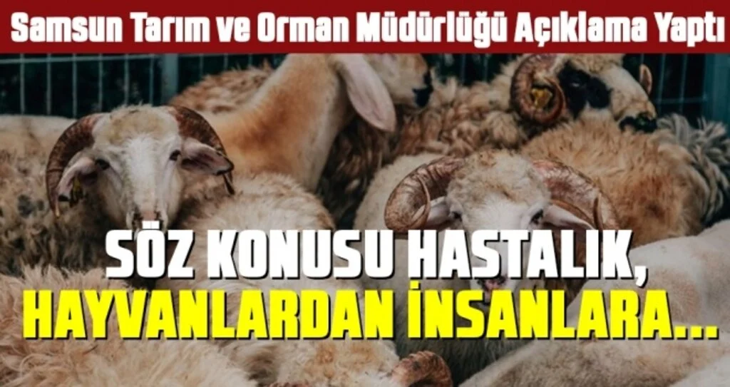 Tarım ve Orman İl Müdürlüğü: “Vatandaşlarımız gönül rahatlığı ile kurbanlıklarını alabilirler”