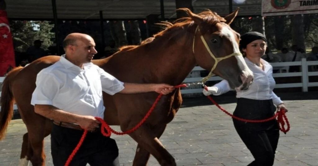 Tigemin 77 Tayı Görücüye Çıkıyor